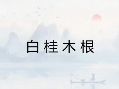 白桂木根